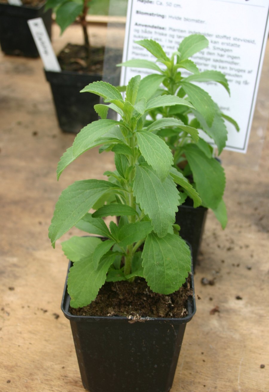 Stevia rebaudiana