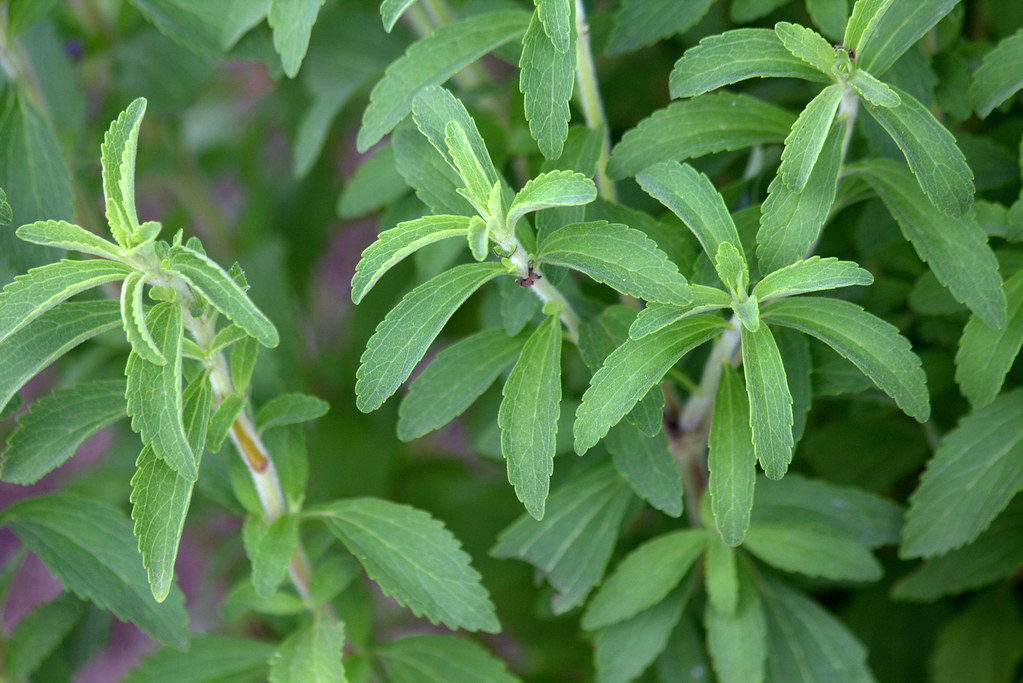 Maklon gula stevia