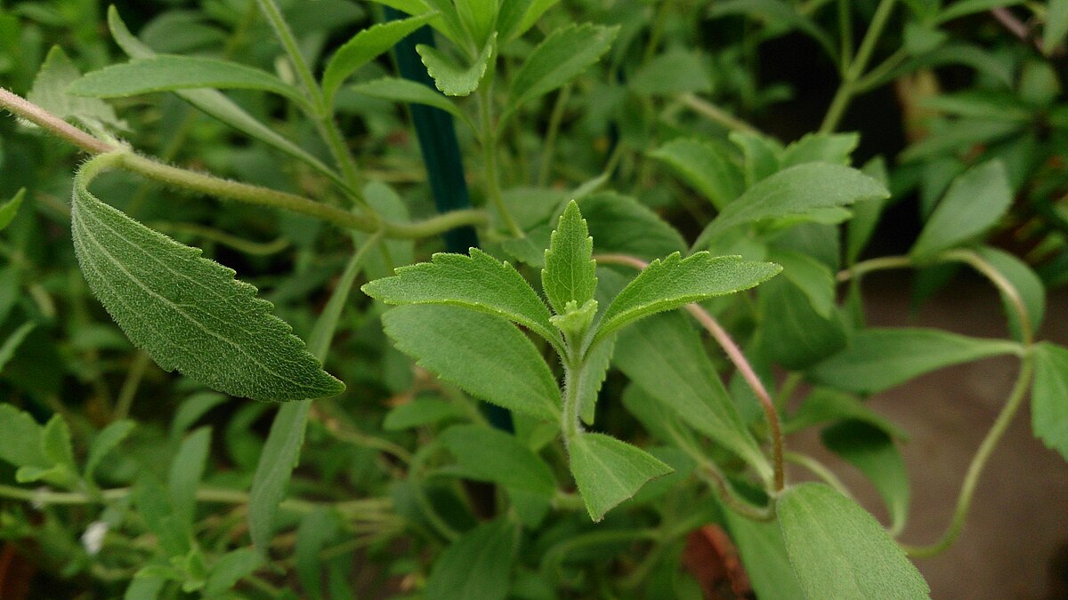 Tanaman gula stevia