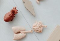 stevia untuk kesehatan ginjan dan hati